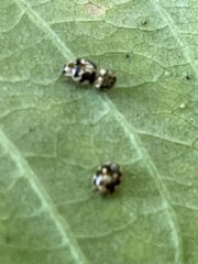 Psyllobora vigintimaculata