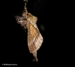 Schaefferiana epigramma