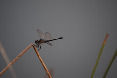 Erythrodiplax berenice