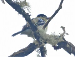 Pachyramphus versicolor