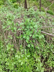 Salpichroa origanifolia