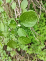 Salpichroa origanifolia