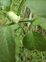 Salpichroa origanifolia