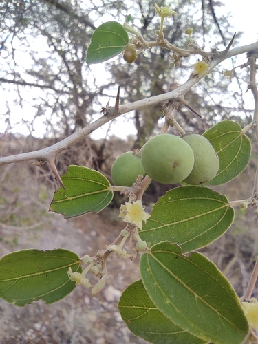 Image of Ziziphus spina by no rights reserved