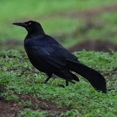 Quiscalus mexicanus
