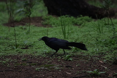 Quiscalus mexicanus