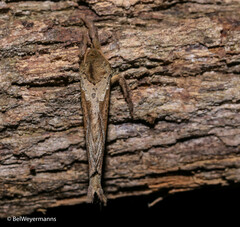 Schaefferiana epigramma