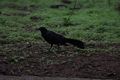 Quiscalus mexicanus