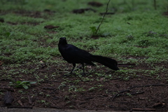 Quiscalus mexicanus