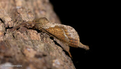 Schaefferiana epigramma