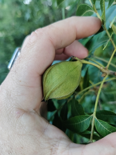 Image of Carya aquatica by (c) Scott Allen Davis, some rights reserved (CC BY)
