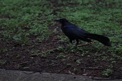 Quiscalus mexicanus