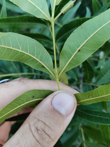 Image of Carya aquatica by (c) Scott Allen Davis, some rights reserved (CC BY)