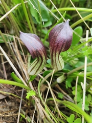 Arisarum vulgare