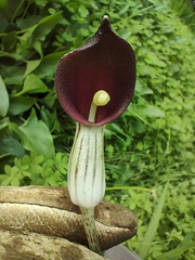 Arisarum vulgare