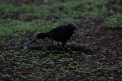 Quiscalus mexicanus