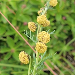 Artemisia arctica