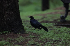 Quiscalus mexicanus