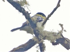 Pachyramphus versicolor