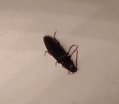 Hemicrepidius nemnonius