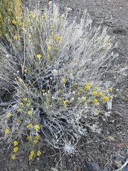 Chrysothamnus viscidiflorus puberulus