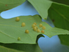 Dasineura communis