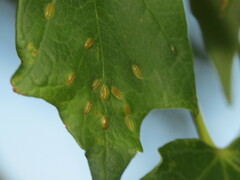 Dasineura communis