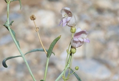Penstemon fruticiformis