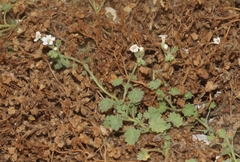 Phacelia perityloides