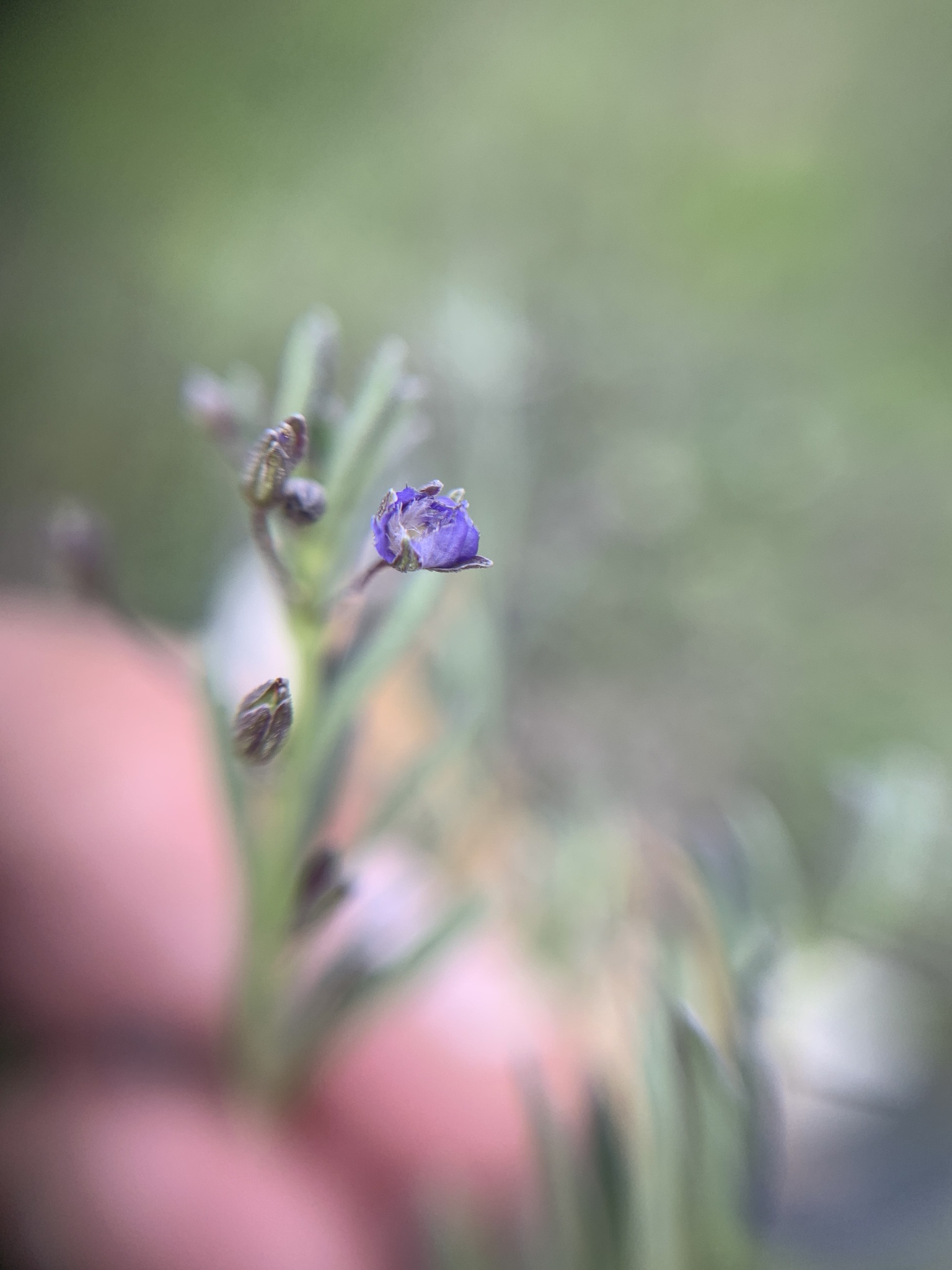 Scoparia mexicana