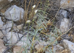 Penstemon fruticiformis