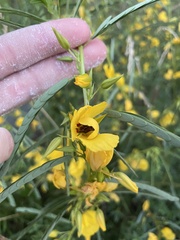 Chamaecrista fasciculata