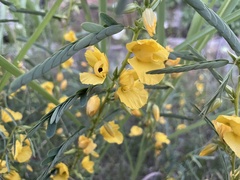 Chamaecrista fasciculata