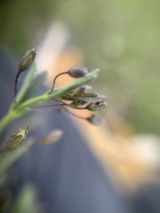 Scoparia mexicana