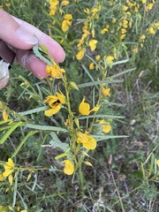Chamaecrista fasciculata