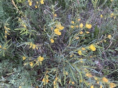 Chamaecrista fasciculata