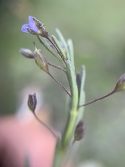 Scoparia mexicana