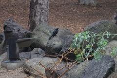 Quiscalus mexicanus
