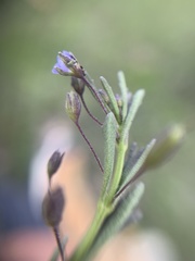 Scoparia mexicana