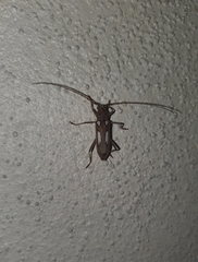 Eburia chemsaki