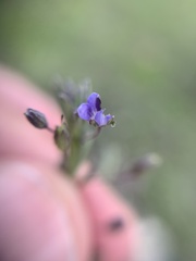 Scoparia mexicana