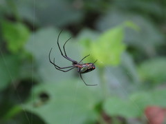 Leucauge mariana