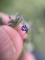 Scoparia mexicana