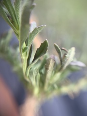 Scoparia mexicana