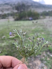 Scoparia mexicana