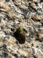 Chrysophana placida