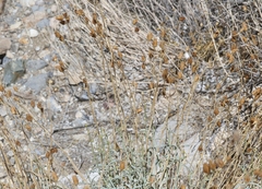 Penstemon fruticiformis