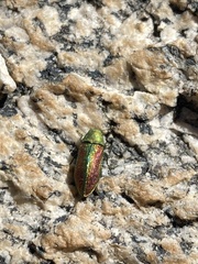 Chrysophana placida