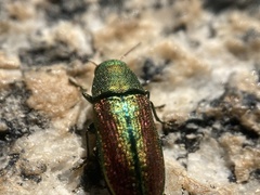 Chrysophana placida