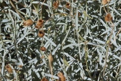 Penstemon fruticiformis